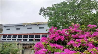 Lung linh sắc hoa trên con đường dẫn vào Nhà máy Thủy điện Ka Nak